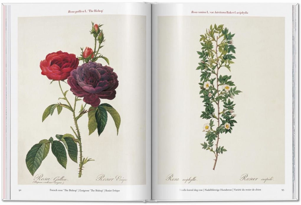 Weitere Ansicht: Redouté. Roses | H. Walter Lack
