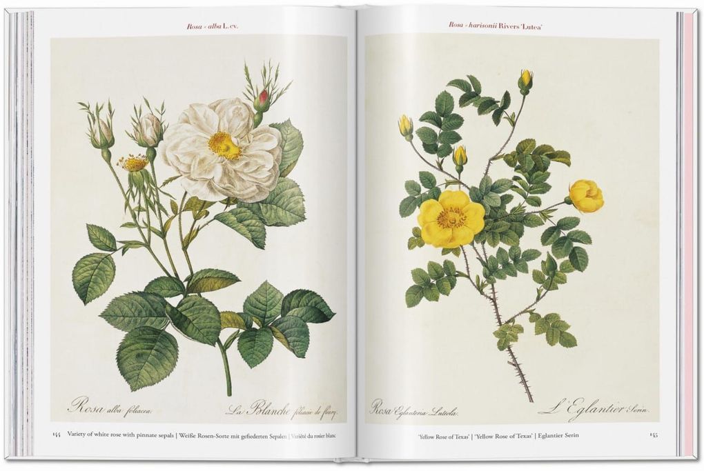Weitere Ansicht: Redouté. Roses | H. Walter Lack