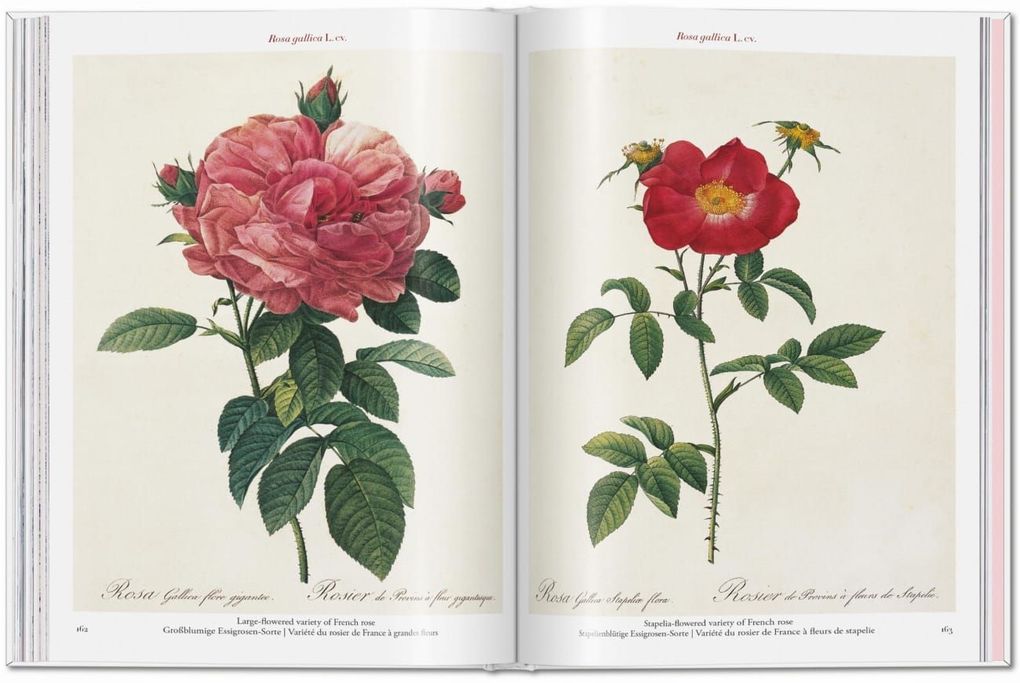 Weitere Ansicht: Redouté. Roses | H. Walter Lack