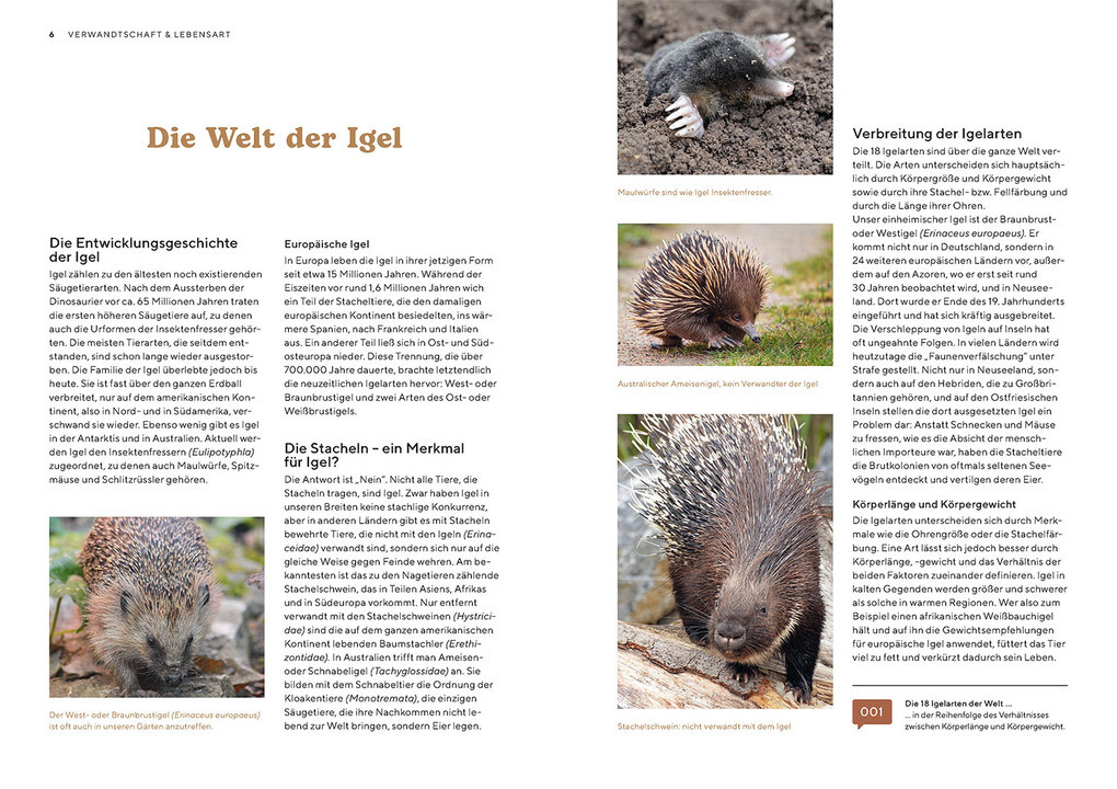 Weitere Ansicht: Igel im Garten | Monika Neumeier
