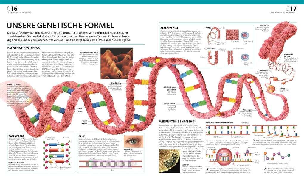 Weitere Ansicht: Anatomie und Physiologie