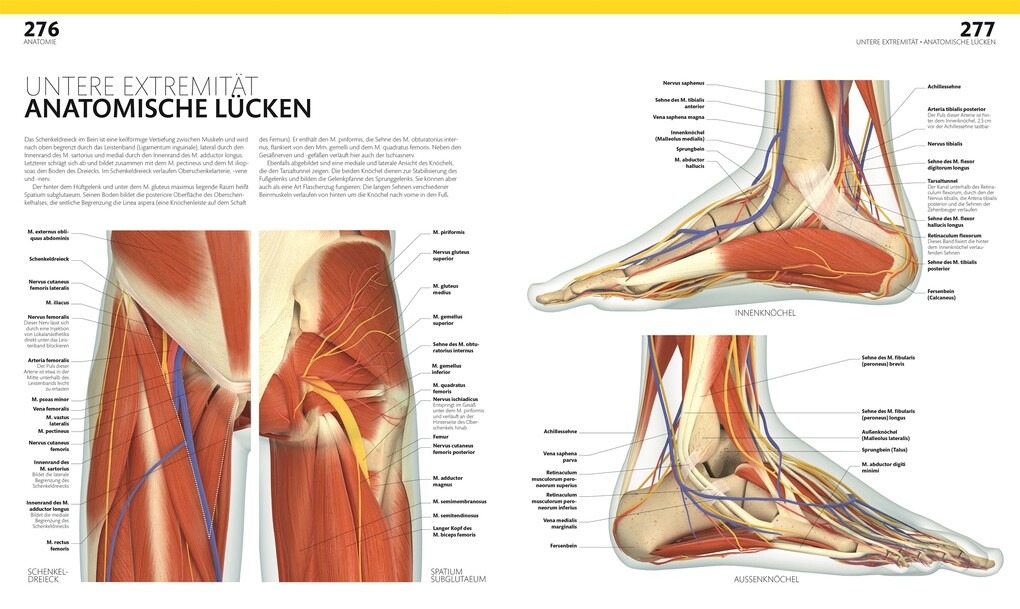 Weitere Ansicht: Anatomie und Physiologie
