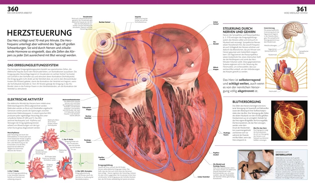 Weitere Ansicht: Anatomie und Physiologie