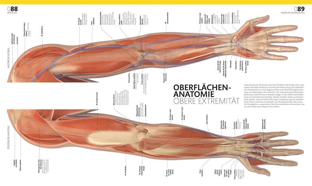 Weitere Ansicht: Anatomie und Physiologie