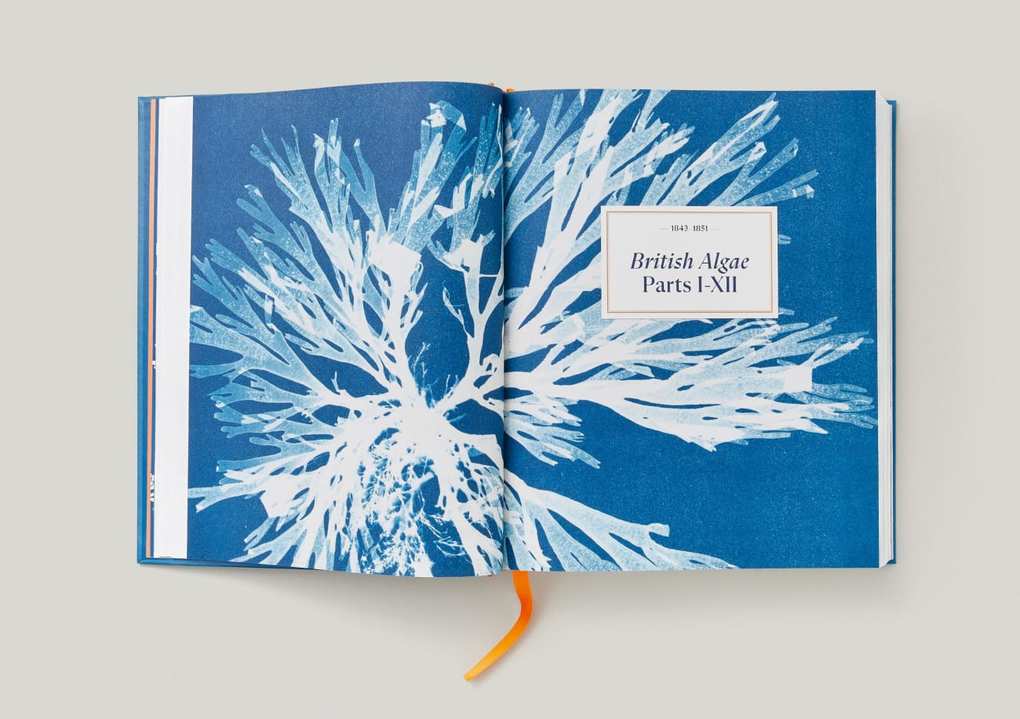 Weitere Ansicht: Anna Atkins | Peter Walther