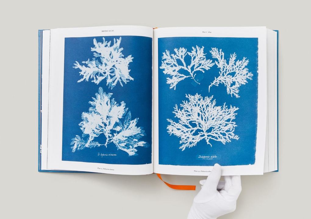 Weitere Ansicht: Anna Atkins | Peter Walther
