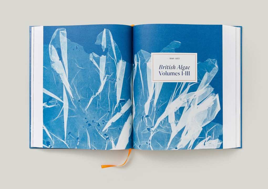 Weitere Ansicht: Anna Atkins | Peter Walther