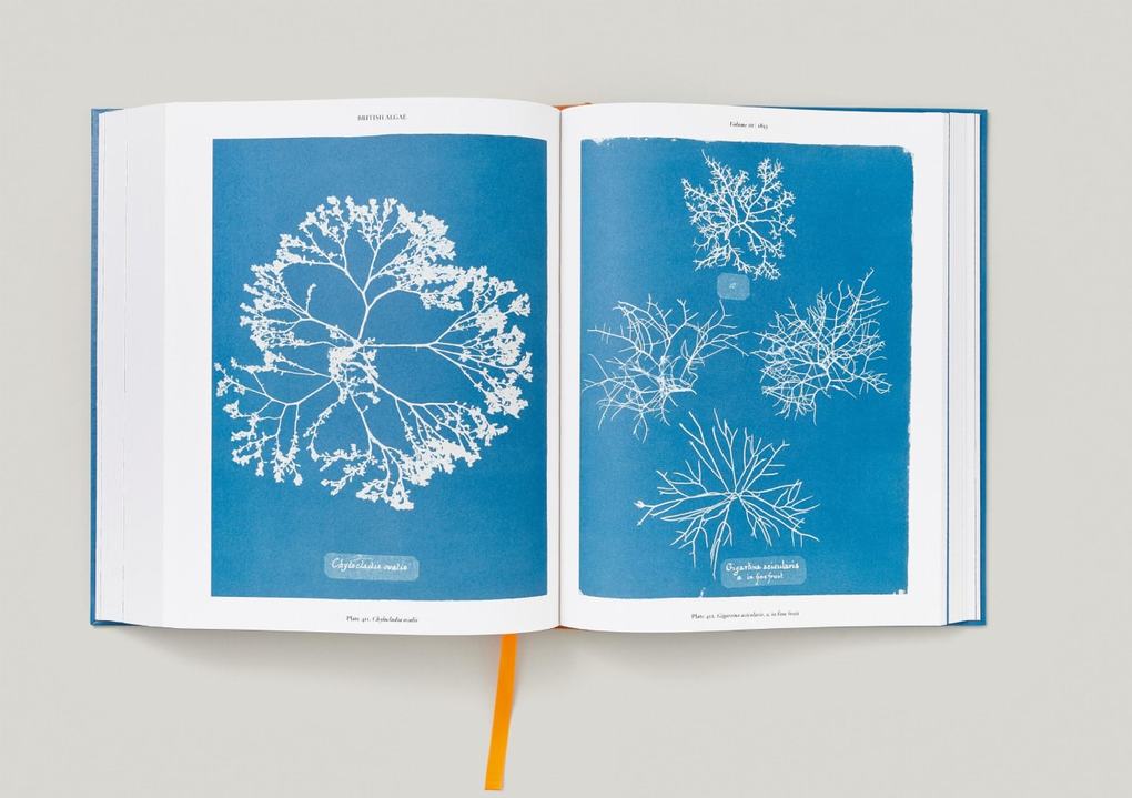 Weitere Ansicht: Anna Atkins | Peter Walther