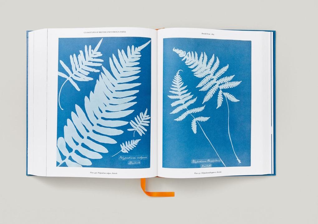 Weitere Ansicht: Anna Atkins | Peter Walther