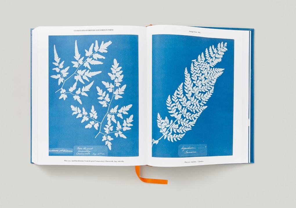 Weitere Ansicht: Anna Atkins | Peter Walther