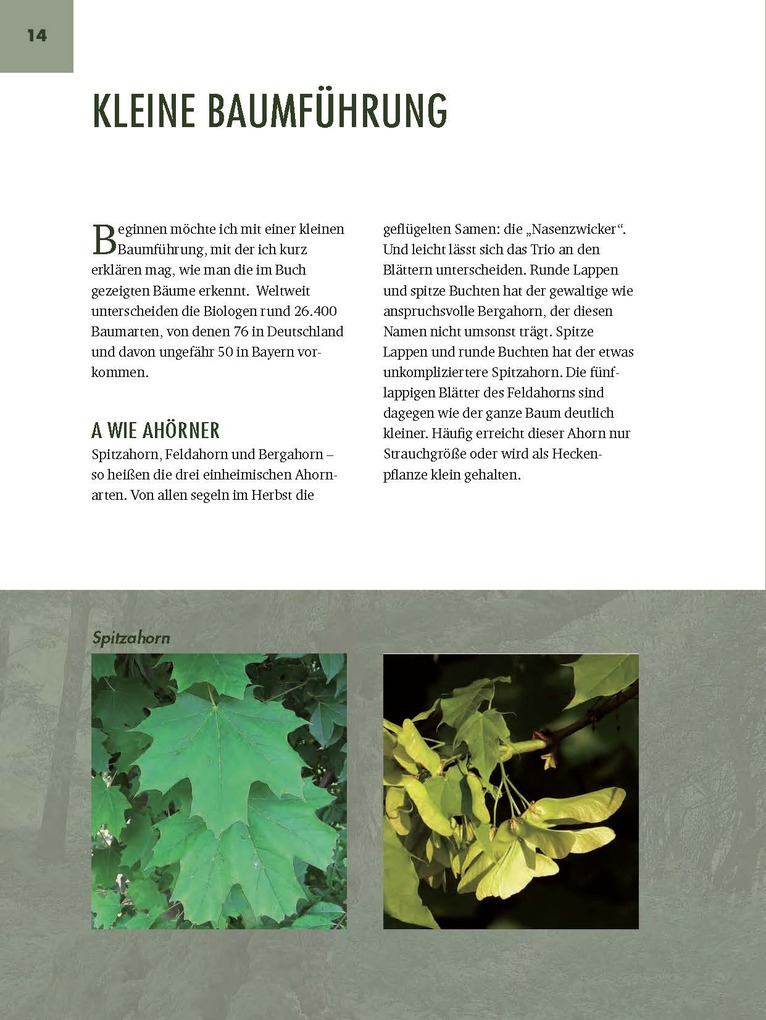 Weitere Ansicht: Faszinierende Bäume in Oberbayern | Jürgen Schuller