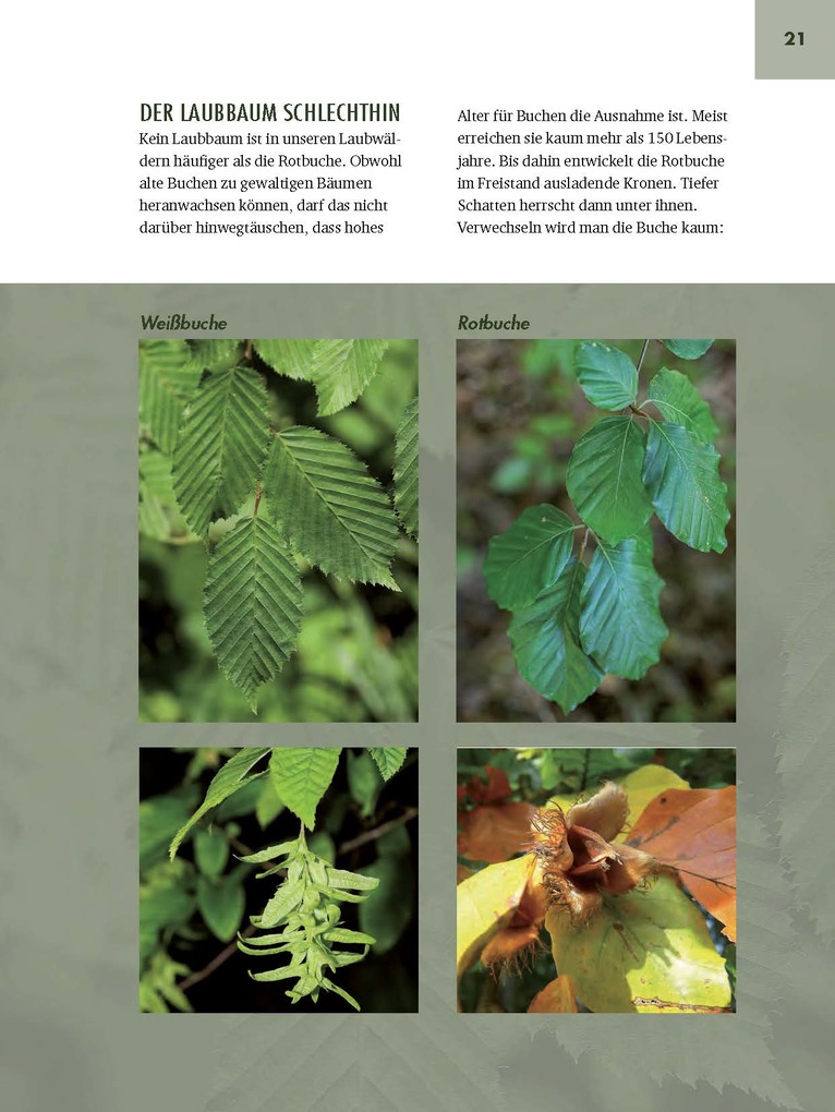 Weitere Ansicht: Faszinierende Bäume in Oberbayern | Jürgen Schuller