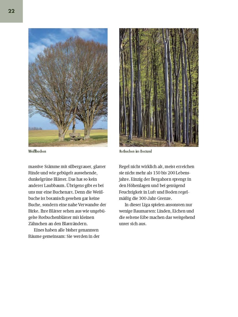 Weitere Ansicht: Faszinierende Bäume in Oberbayern | Jürgen Schuller