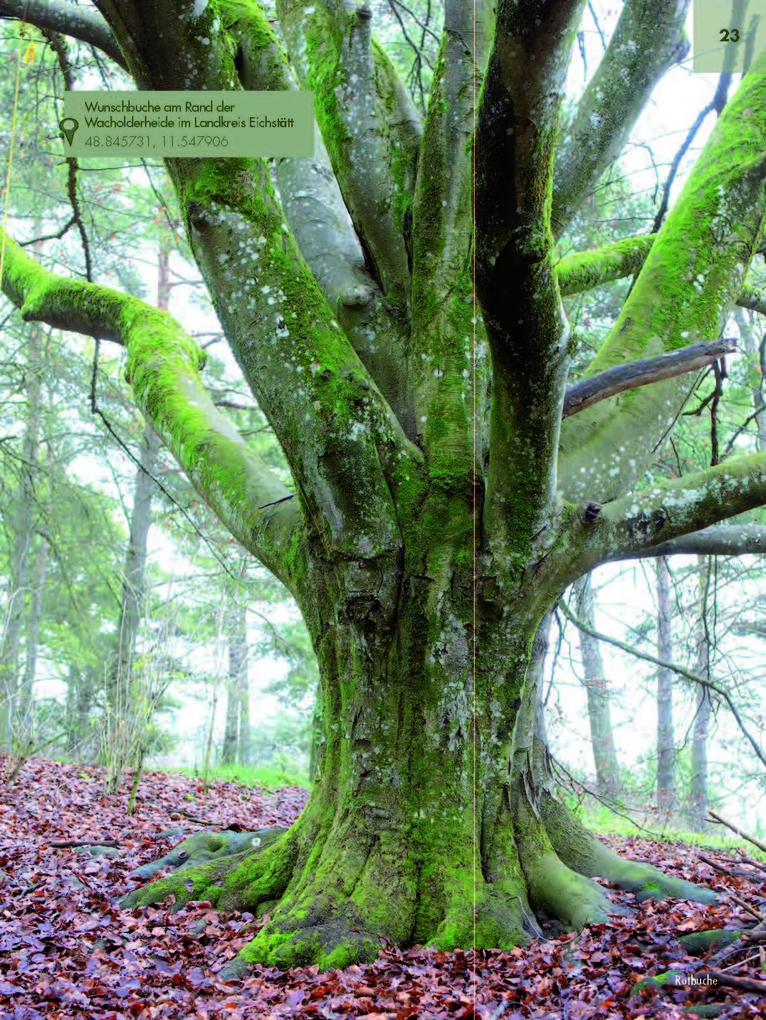 Weitere Ansicht: Faszinierende Bäume in Oberbayern | Jürgen Schuller