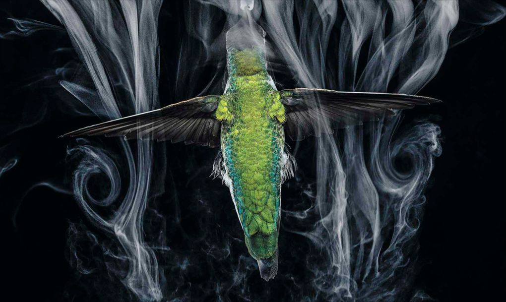 Weitere Ansicht: National Geographic Verborgene Welten - Einzigartige Fotografien | Anand Varma