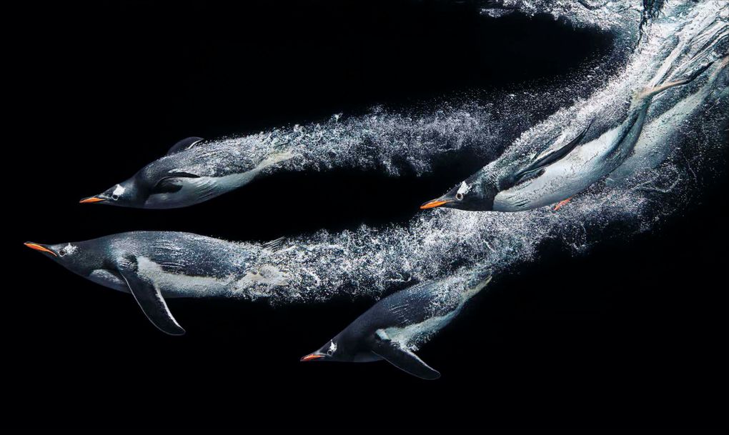 Weitere Ansicht: National Geographic Verborgene Welten - Einzigartige Fotografien | Anand Varma