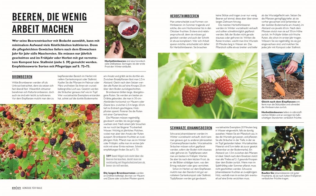 Weitere Ansicht: Grünes Gartenwissen. Gärtnern mit wenig Aufwand | Zia Allaway