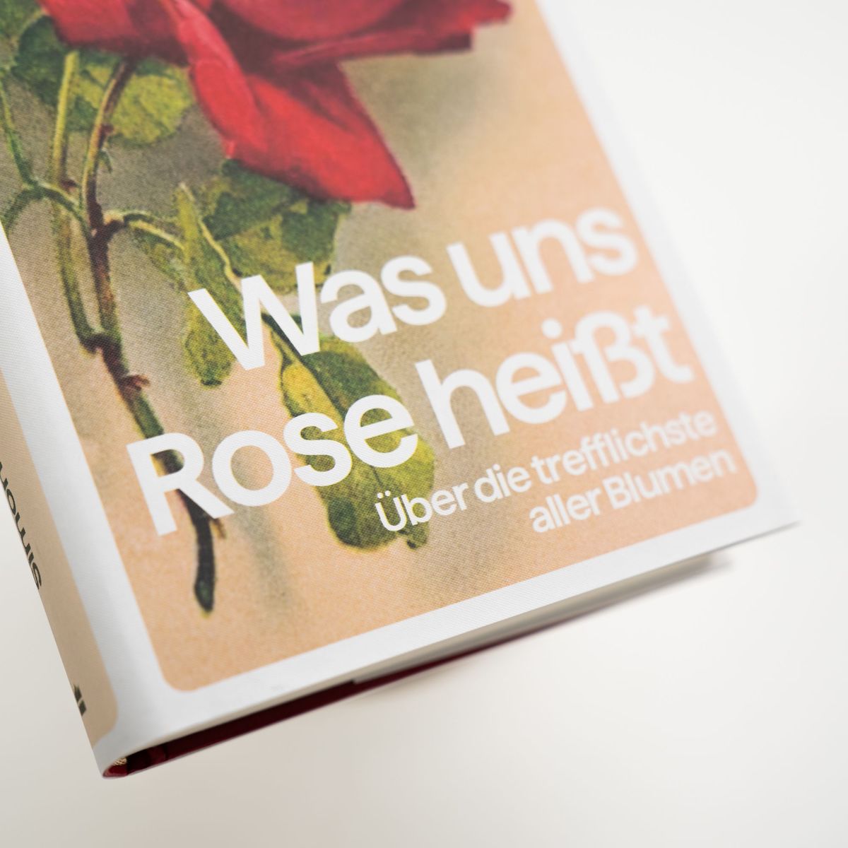 Weitere Ansicht: Was uns Rose heißt. Über die trefflichste aller Blumen | Simon Morley
