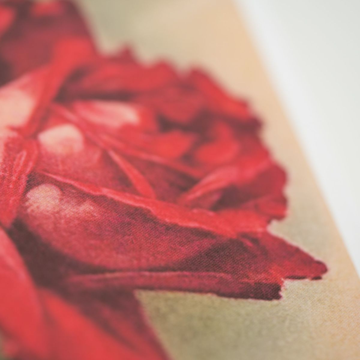 Weitere Ansicht: Was uns Rose heißt. Über die trefflichste aller Blumen | Simon Morley