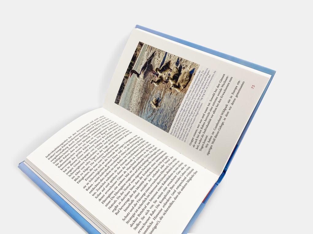 Weitere Ansicht: Die erstaunliche Welt der Graugänse | Sonia Kleindorfer