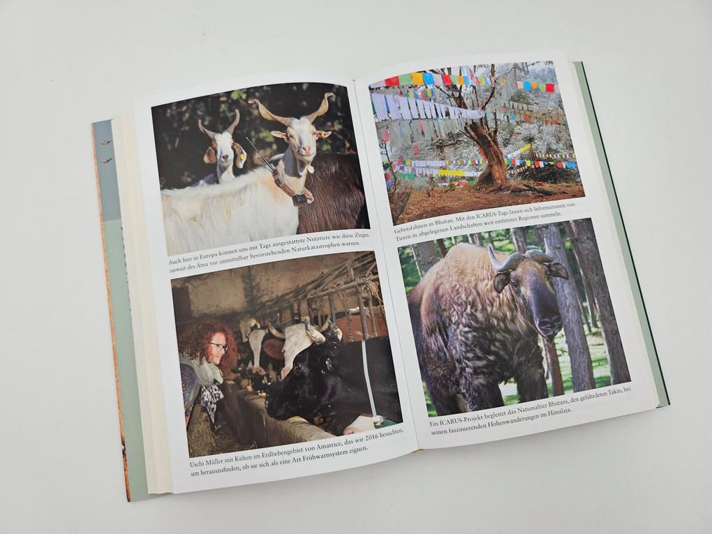 Weitere Ansicht: The Internet of Animals: Was wir von der Schwarmintelligenz des Lebens lernen können | Martin Wikelski