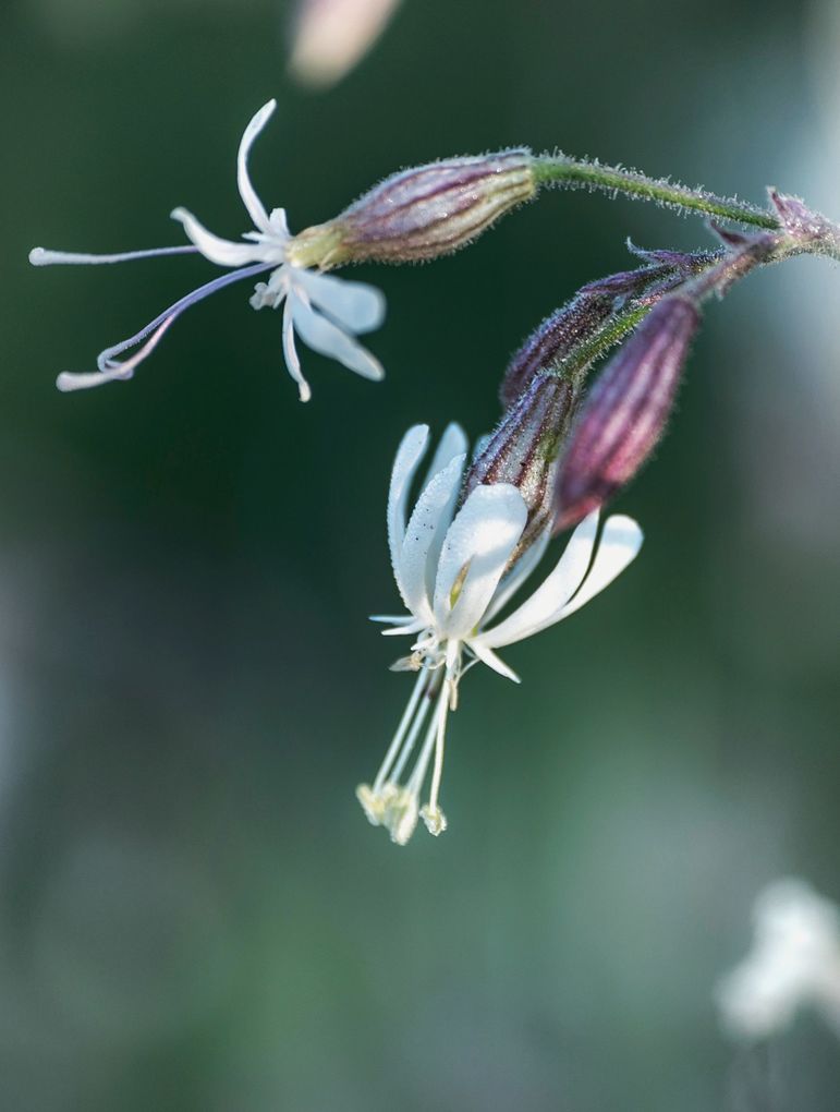 Weitere Ansicht: Floramour: Wildblumen | Anja Klaffenbach