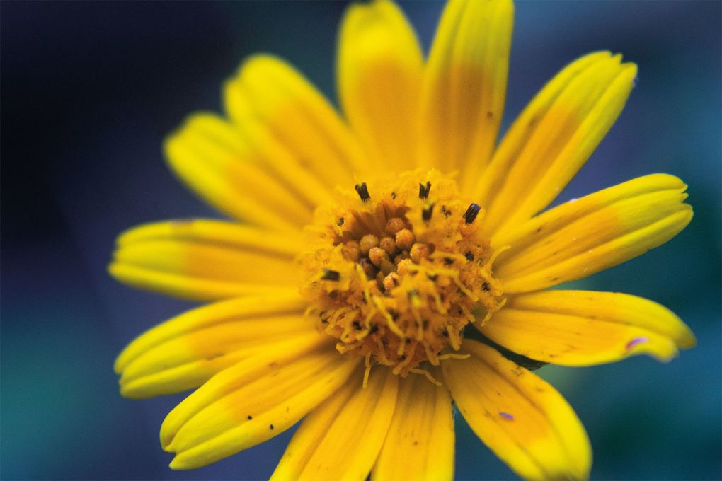 Weitere Ansicht: Floramour: Wildblumen | Anja Klaffenbach