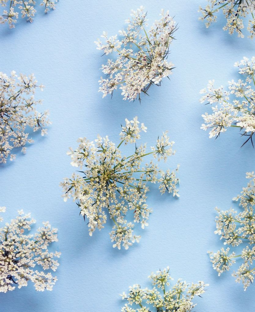 Weitere Ansicht: Floramour: Wildblumen | Anja Klaffenbach