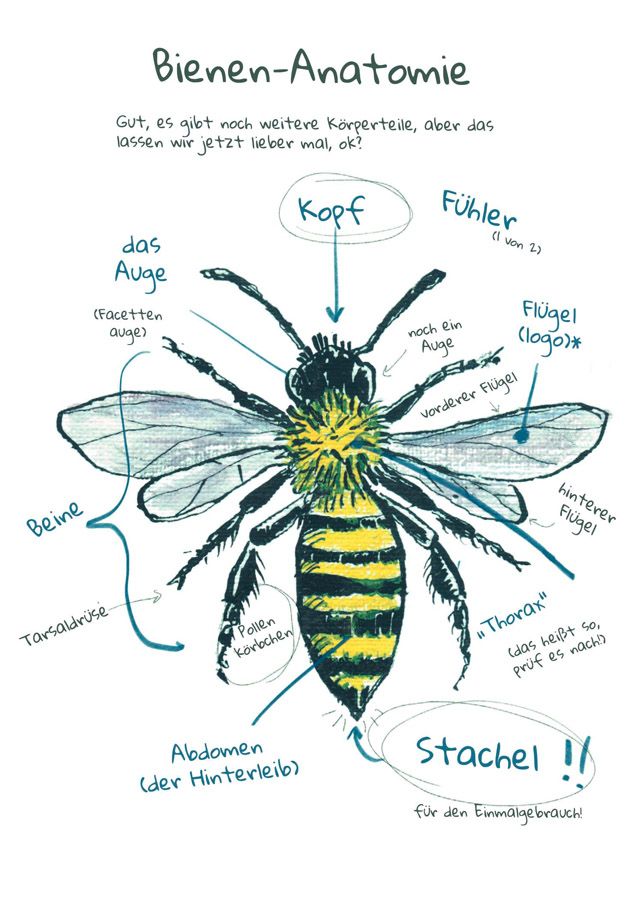 Weitere Ansicht: OMG Bees! | Matt Kracht