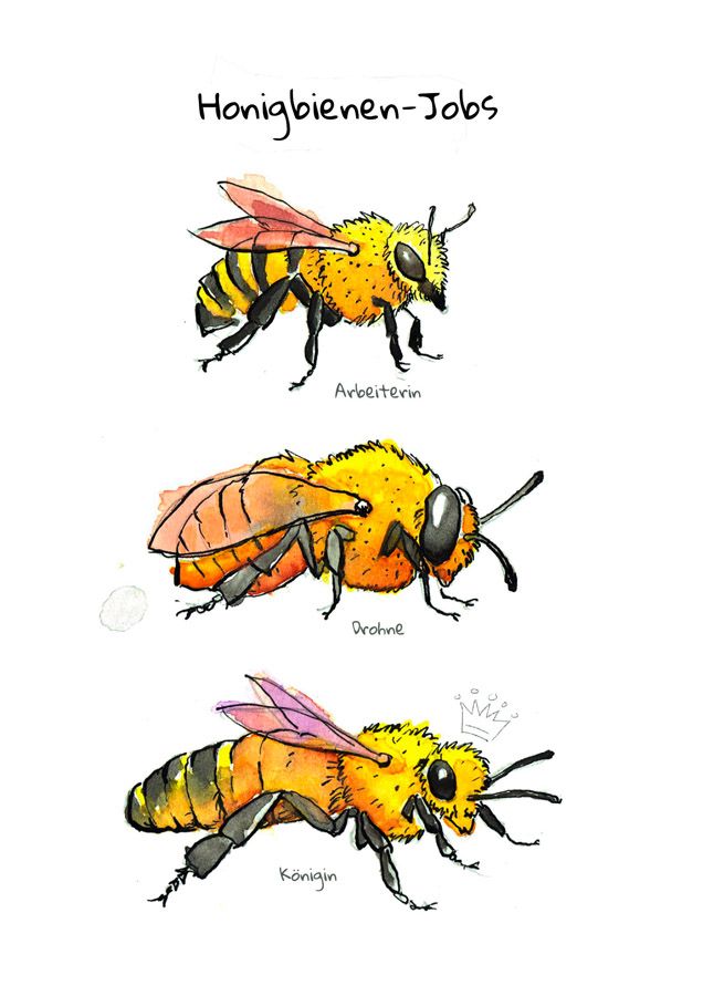 Weitere Ansicht: OMG Bees! | Matt Kracht