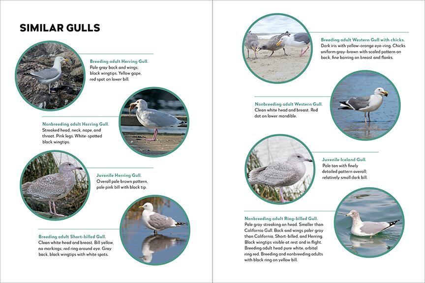 Weitere Ansicht: Best Little Book of Birds Coastal Washington | Tamara Enz