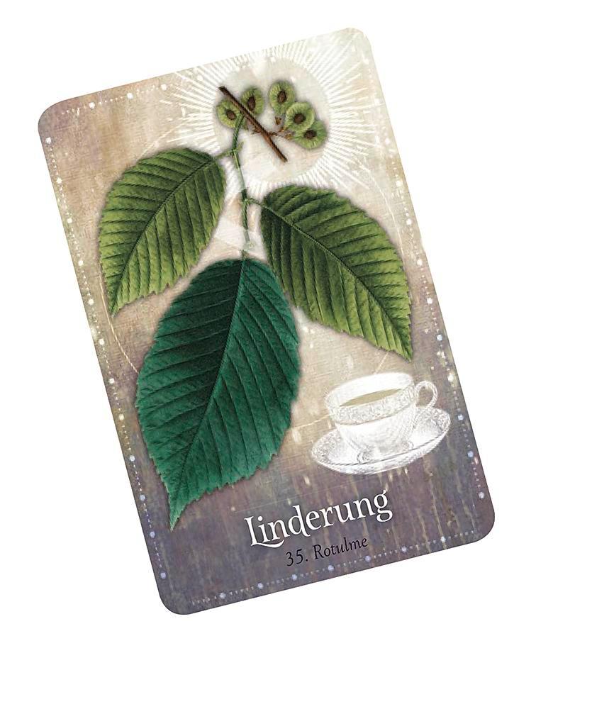 Weitere Ansicht: Das magische Orakel der Heilpflanzen | Cheralyn Darcey