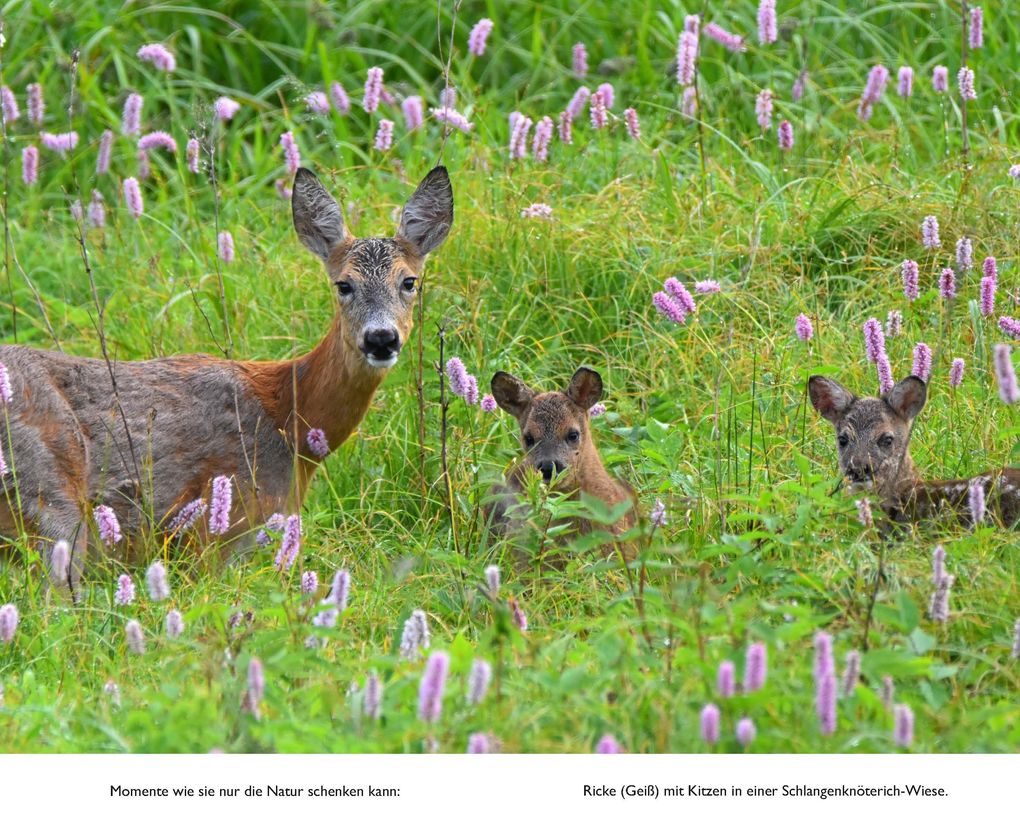 Weitere Ansicht: Der mit den Waldtieren spricht | Wolfgang Schreil, Leo G. Linder