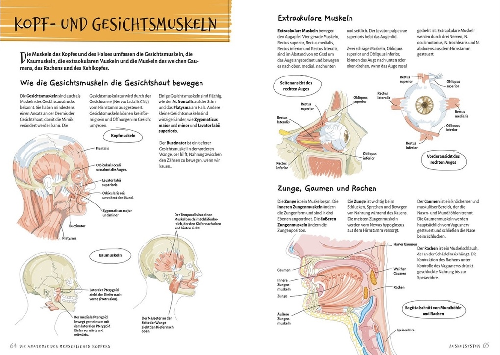 Weitere Ansicht: Die Anatomie des Menschlichen Körpers | Ken Ashwell