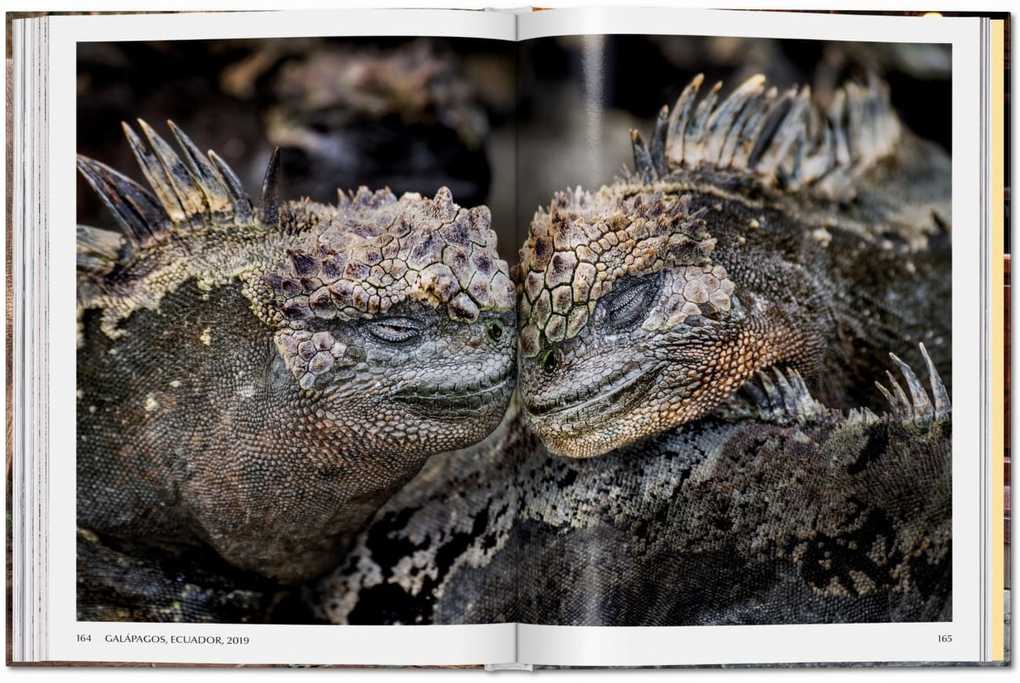 Weitere Ansicht: Steve McCurry. Animals