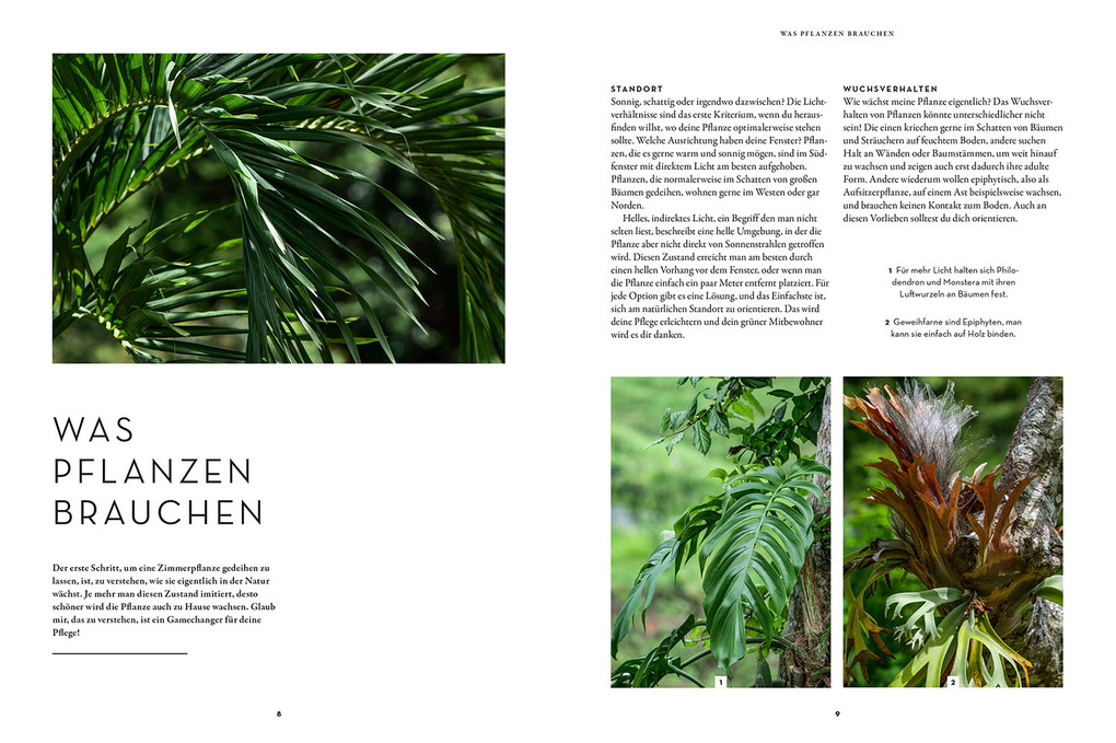 Weitere Ansicht: Zimmerpflanzenliebe | Antonia Hartwich