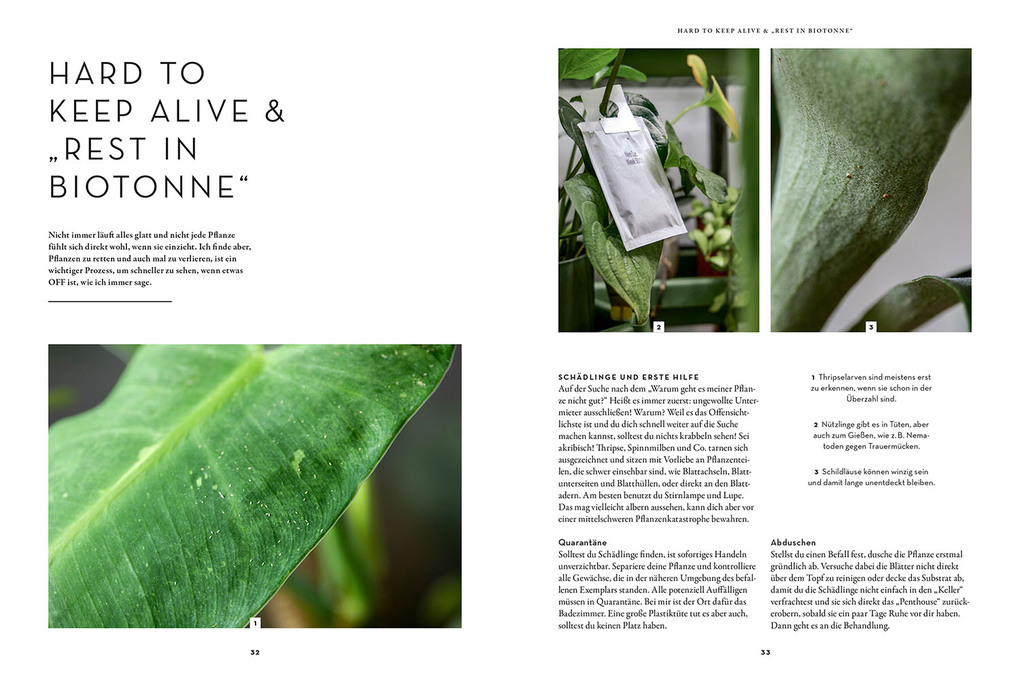 Weitere Ansicht: Zimmerpflanzenliebe | Antonia Hartwich