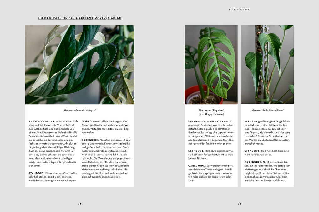 Weitere Ansicht: Zimmerpflanzenliebe | Antonia Hartwich