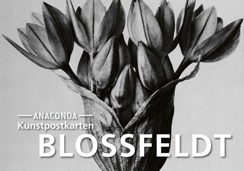 Produktbild: Postkarten-Set Blossfeldt | Karl Blossfeldt