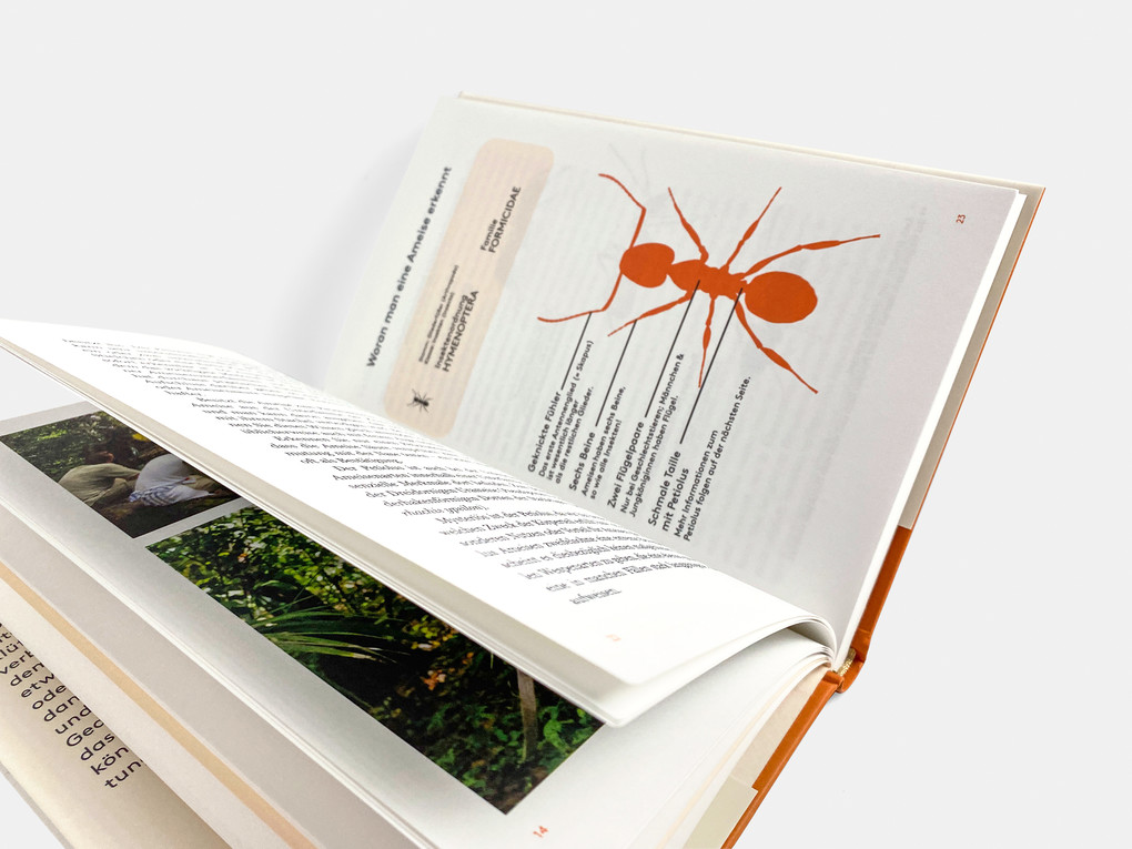 Weitere Ansicht: Ameisen | Magdalena Sorger