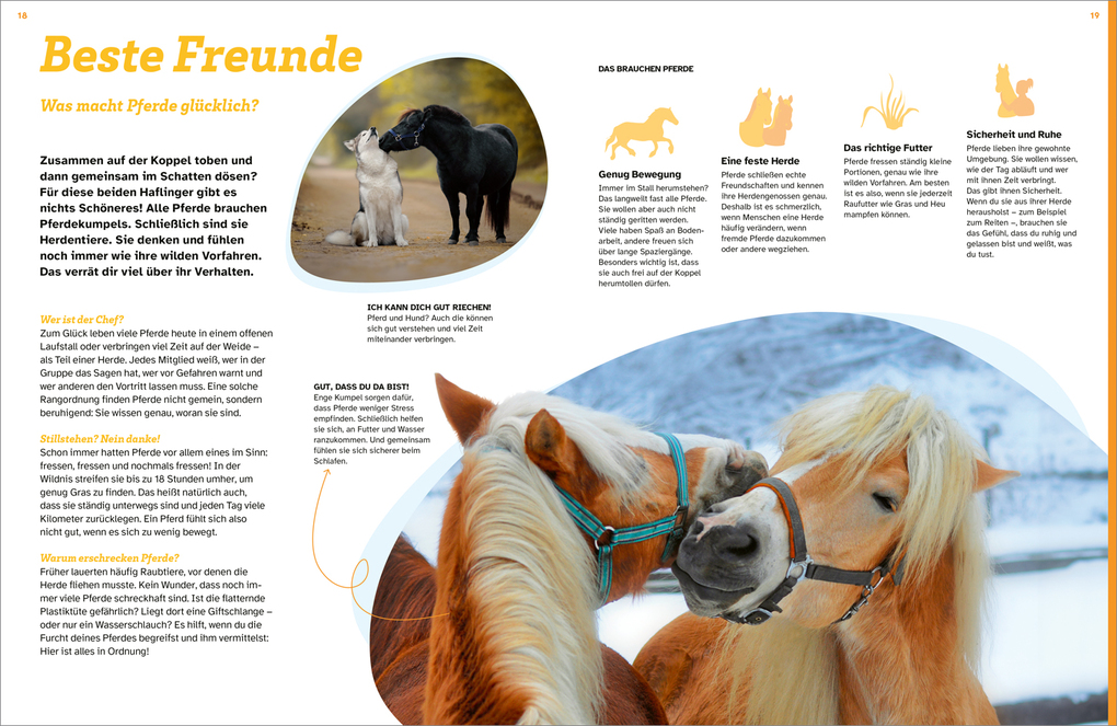 Weitere Ansicht: WAS IST WAS Pferde. Freunde, Freiheit, Abenteuer | Dela Kienle