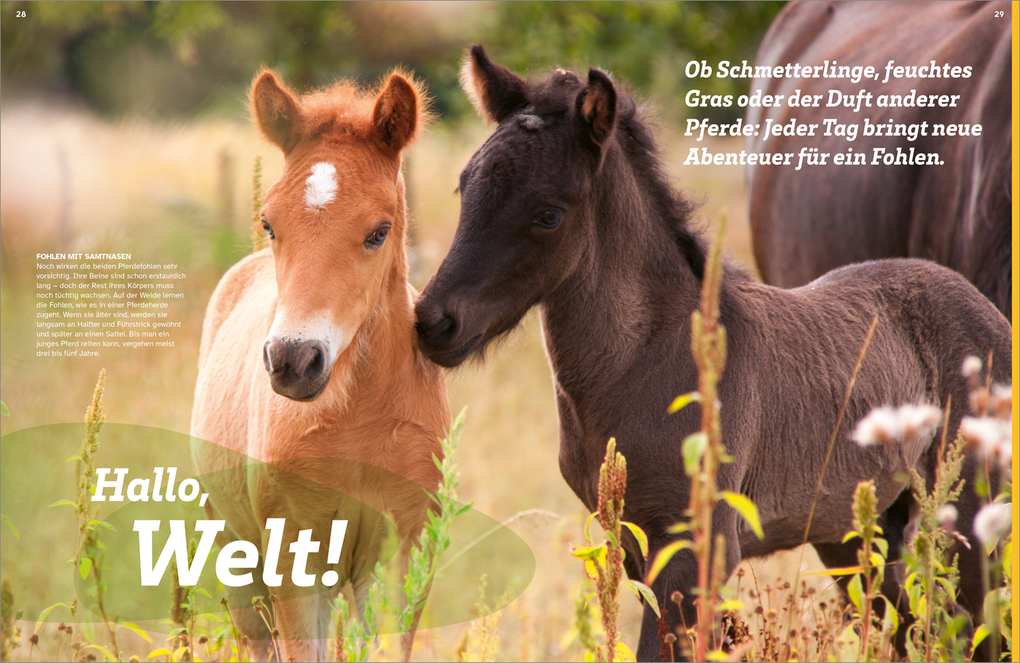 Weitere Ansicht: WAS IST WAS Pferde. Freunde, Freiheit, Abenteuer | Dela Kienle