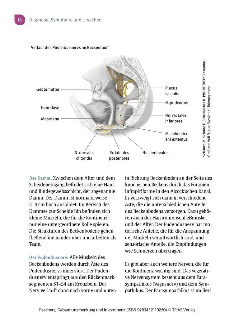 Weitere Ansicht: Frauengesundheit: Gebärmuttersenkung und Inkontinenz | Ursula Peschers
