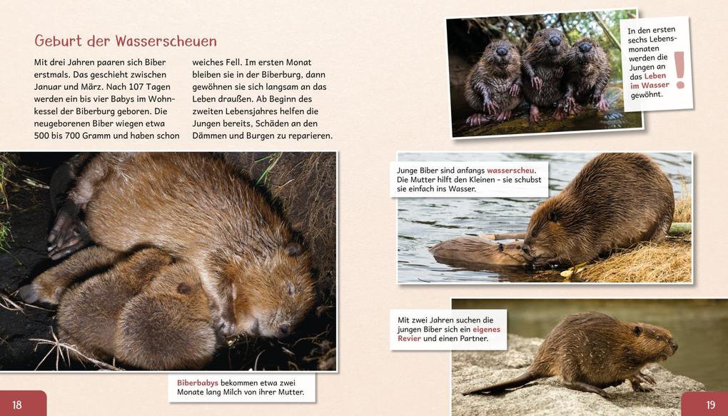 Weitere Ansicht: Meine große Tierbibliothek: Der Biber | Axel Gutjahr