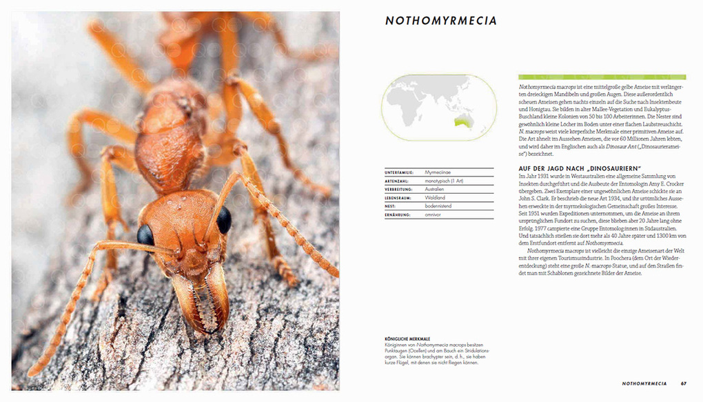 Weitere Ansicht: Ameisen | Heather Campbell, Benjamin Blanchard