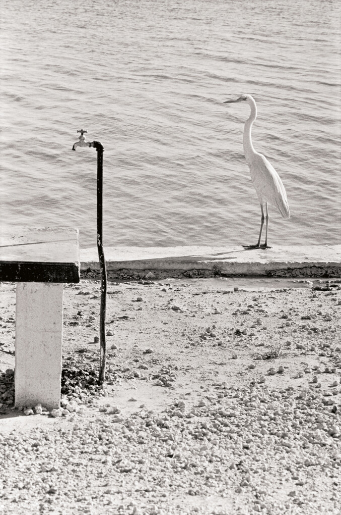 Weitere Ansicht: Last Laughs | Elliott Erwitt