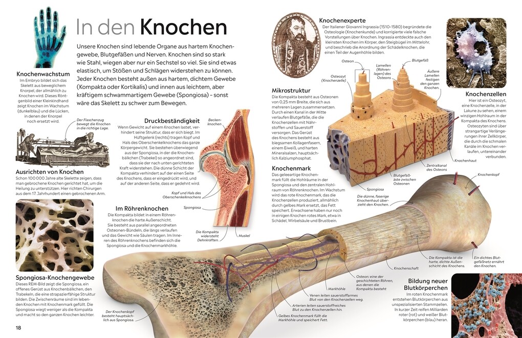 Weitere Ansicht: memo Wissen. Körper | Richard Walker