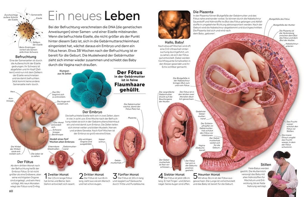 Weitere Ansicht: memo Wissen. Körper | Richard Walker