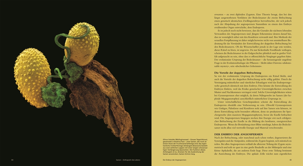 Weitere Ansicht: Samen | Wolfgang Stuppy, Rob Kesseler