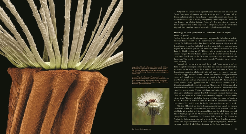 Weitere Ansicht: Samen | Wolfgang Stuppy, Rob Kesseler